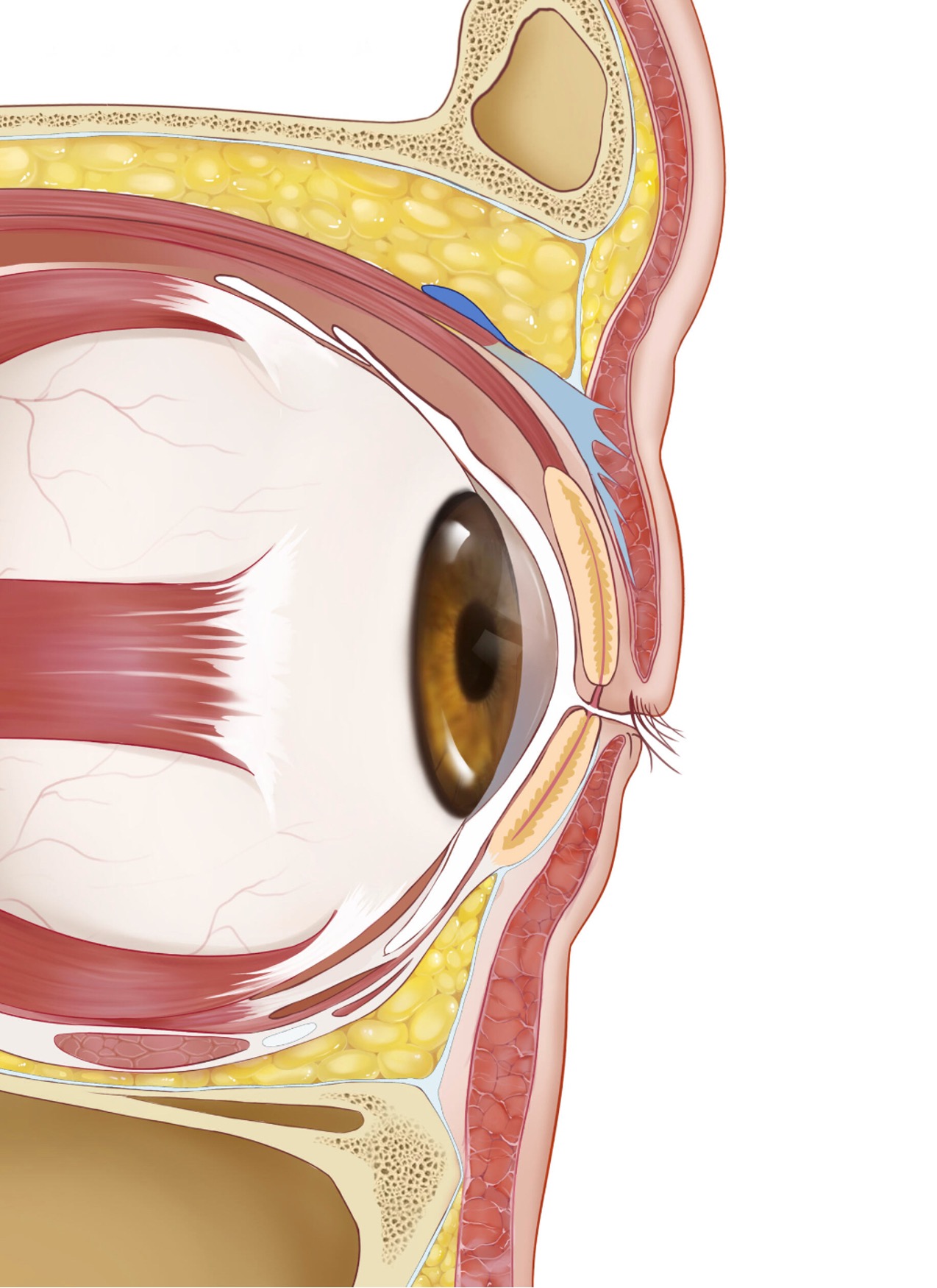 Medical and Scientific Visualization